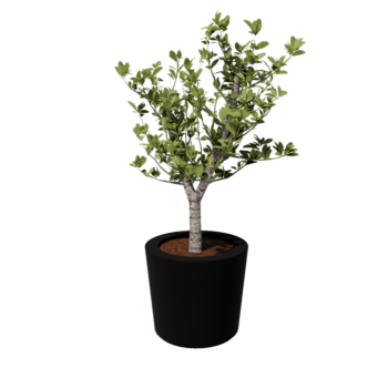 Fiberglas Pflanzkübel - Konisch - Ø 63 x 52 cm - RAL9005 matte (Schwarz) - Mit Boden