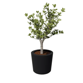 Fiberglas Pflanzkübel - Konisch - Ø 63 x 52 cm - RAL7021 matte (schwarzgrau) - Mit Boden