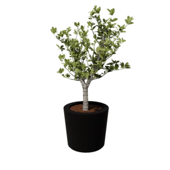 Fiberglas Pflanzkübel - Konisch - Ø 63 x 52 cm - RAL9005 matte (Schwarz) - Mit Boden