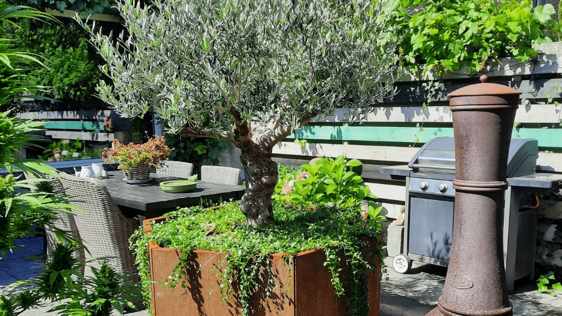 Olivenbaum in einem großen Pflanzgefäß: Auswahl des richtigen Topfes und Pflegetipps